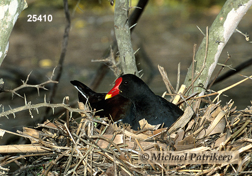 Common Gallinule (Gallinula galeata)